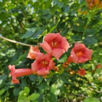 Vivid orange/pink trumpet-shaped blooms of Campsis radicans, also known as trumpet vine, set against a backdrop of lush green foliage.