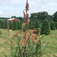 White pine weevil damage with twig browning and curling.