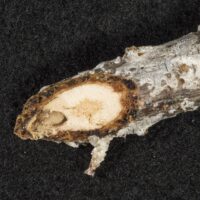 Exposed White pine weevil larvae in a cut branch.