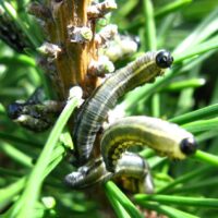 European pine sawfly larvae.