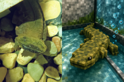 Two photos side by side of real-life hellbender and Minecraft version.