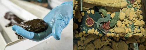 Two photos side by side of hellbenders in lab.