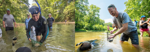 Two photos side by side of people participating in hellbender release in river.