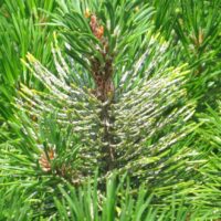 Pine shoot infested with pine needle scale.