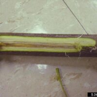 Photo demonstrating how Verticillium wilt on a plant.