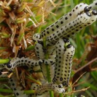 White pine sawfly larvae.