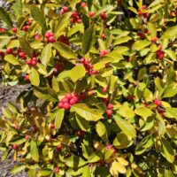 A Winterberry holly shrub in full leaf, its glossy green and yellow foliage dotted with clusters of bright red berries.