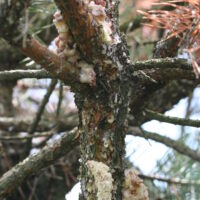 Tree with white ooze caused from ZPM feeding.
