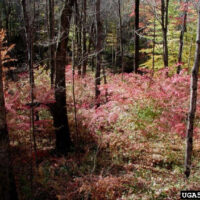 Burning bush growing in groundcover in forest.