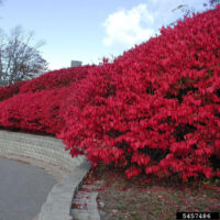 Invasive burning bush lining curb by street in landscape area.