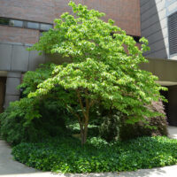 Dogwood tree, cornus florida species.