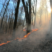 Photograph documenting a controlled forest understory burn in a leafless woodland.