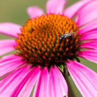 Close-up photograph of a pink coneflower, highlighting its vibrant petals and textured orange-brown central cone, and a bee rests on the cone.