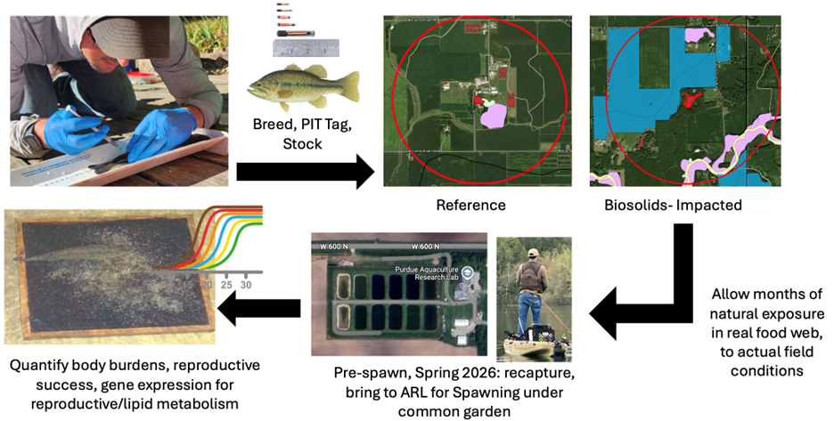 Bioaccumulation graphic