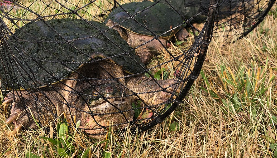 Turtles behind a net