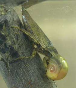 Belostoma