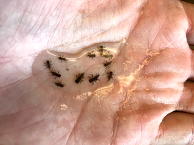 Mayflies In Hand