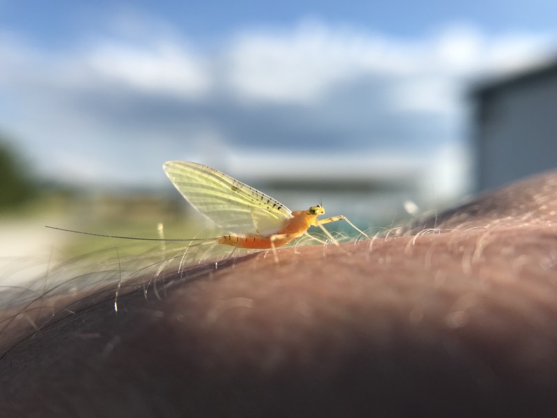 Mayfly on hand