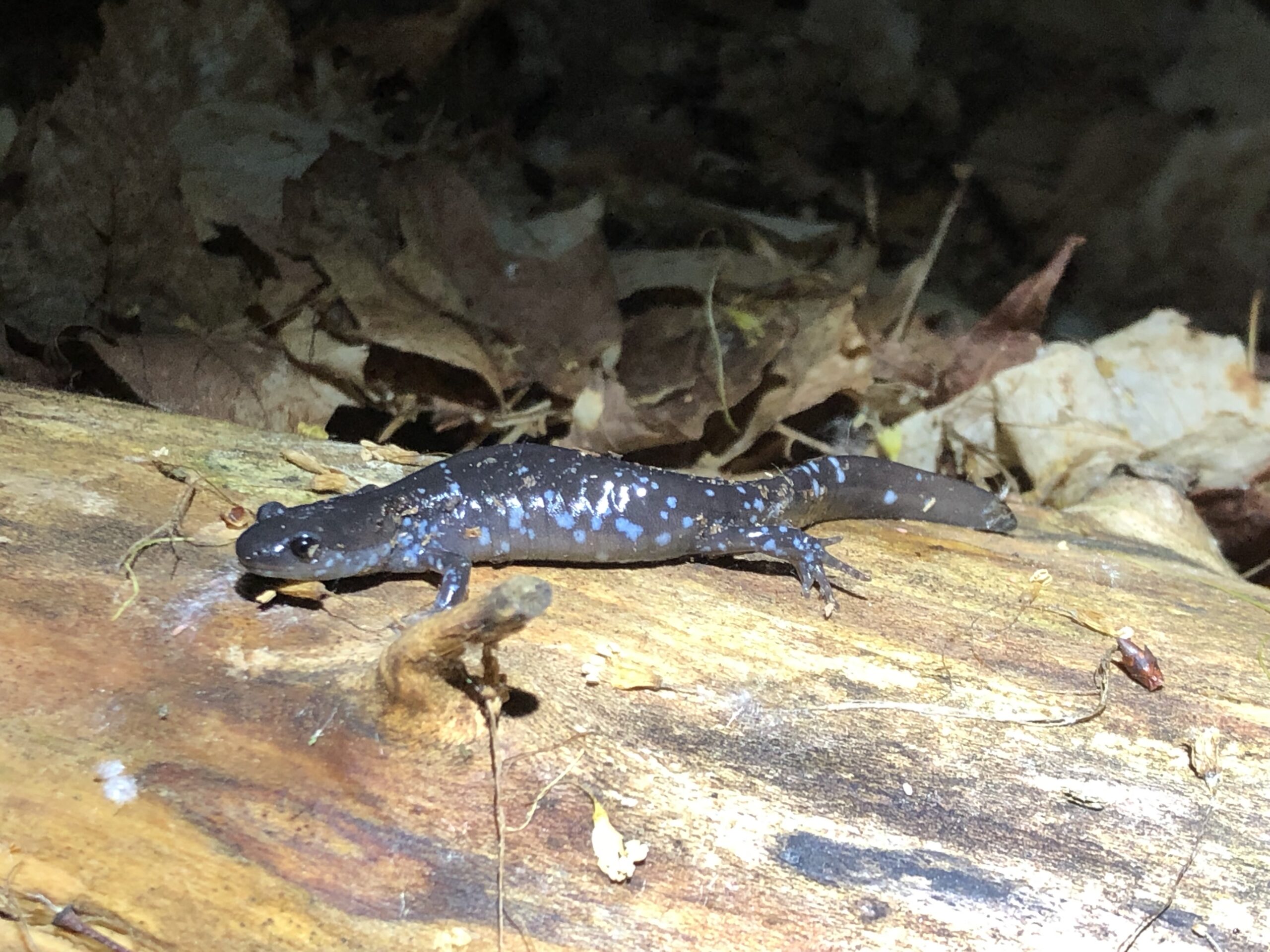 Blue Spotted Lizard