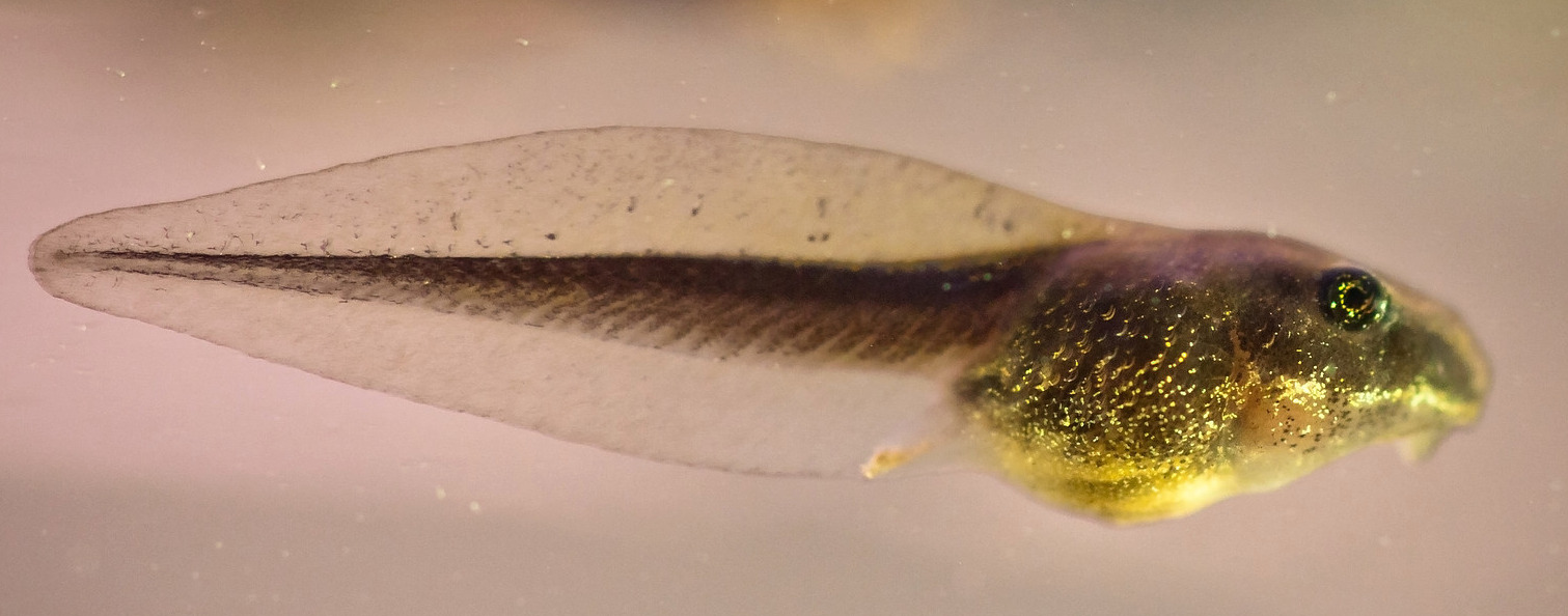 Wood frog Tadpole