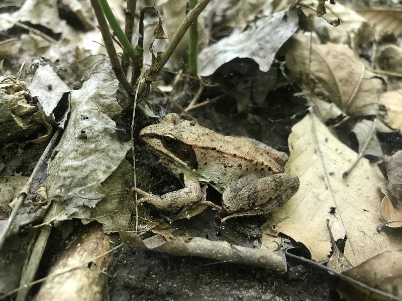 Wood Frog