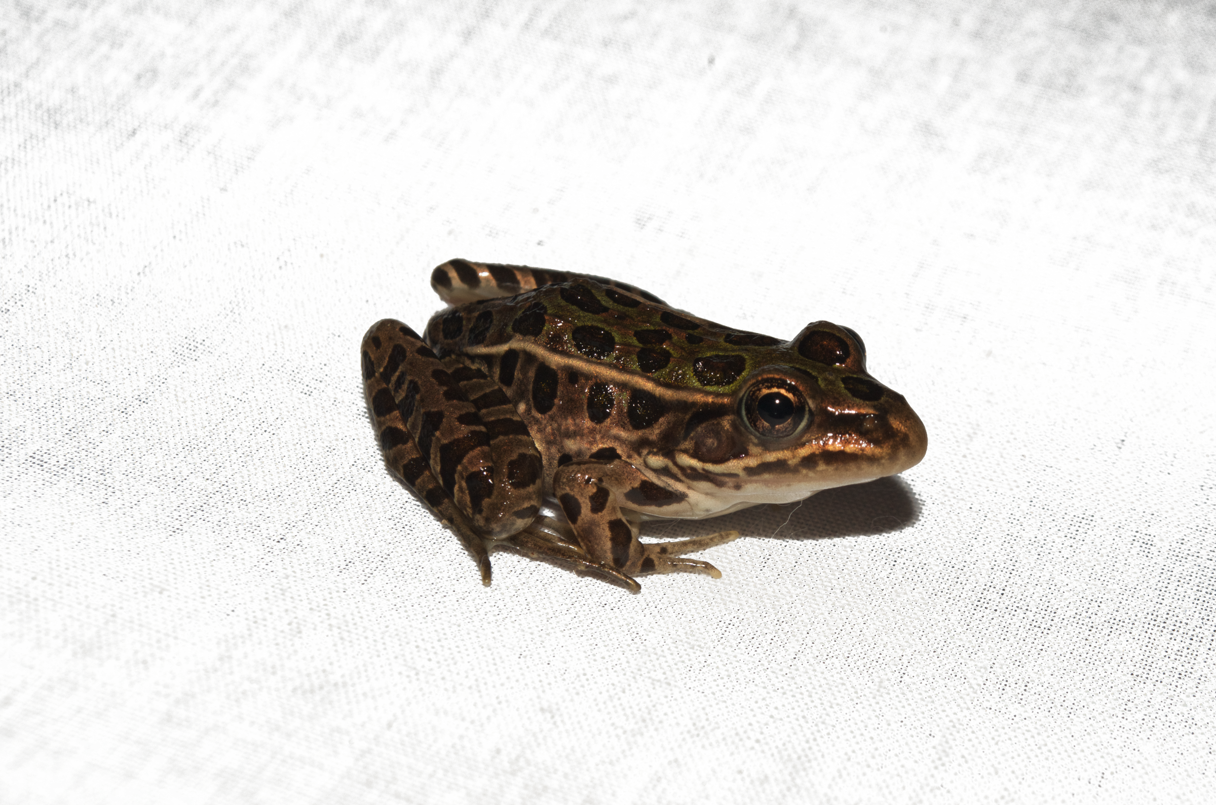 leopard frog