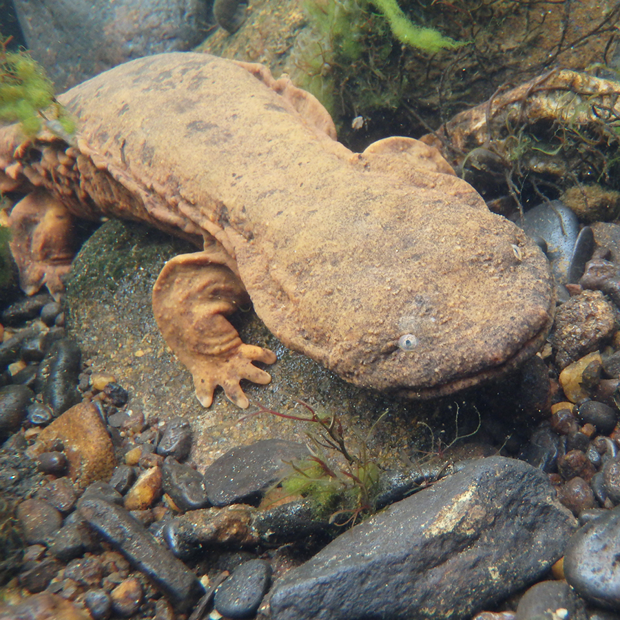Hellbender on rock in river.