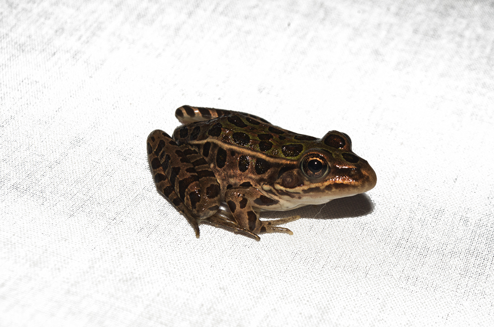 leopard frog