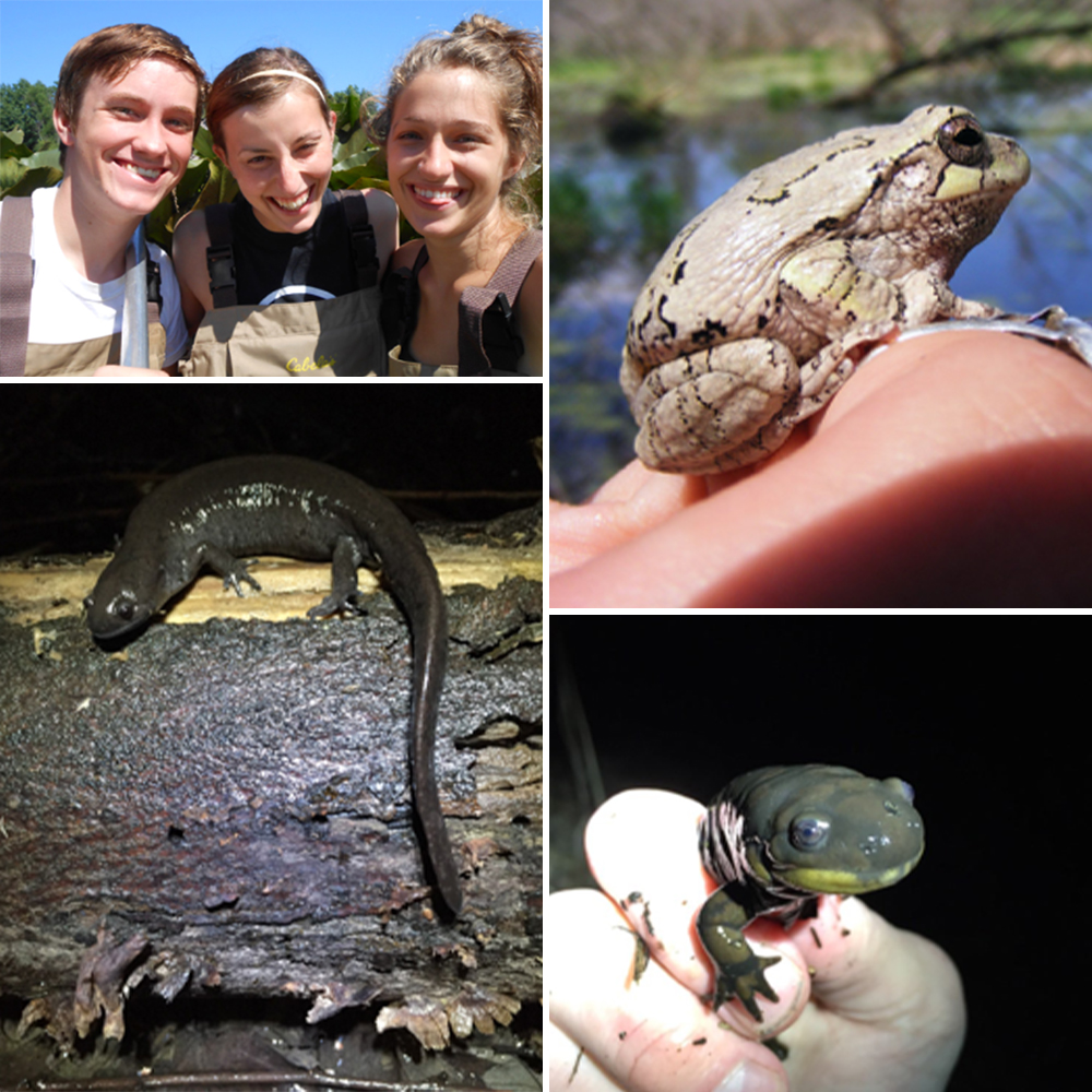 Image collage of researchers, salamanders, and a frog