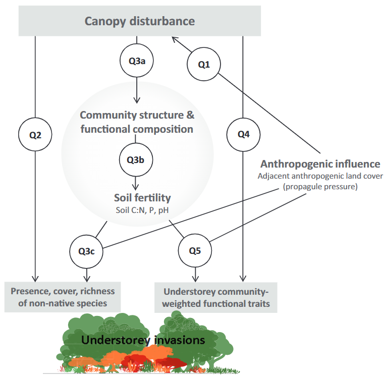 Hypothesised relationships between disturbanceand understorey invasions.