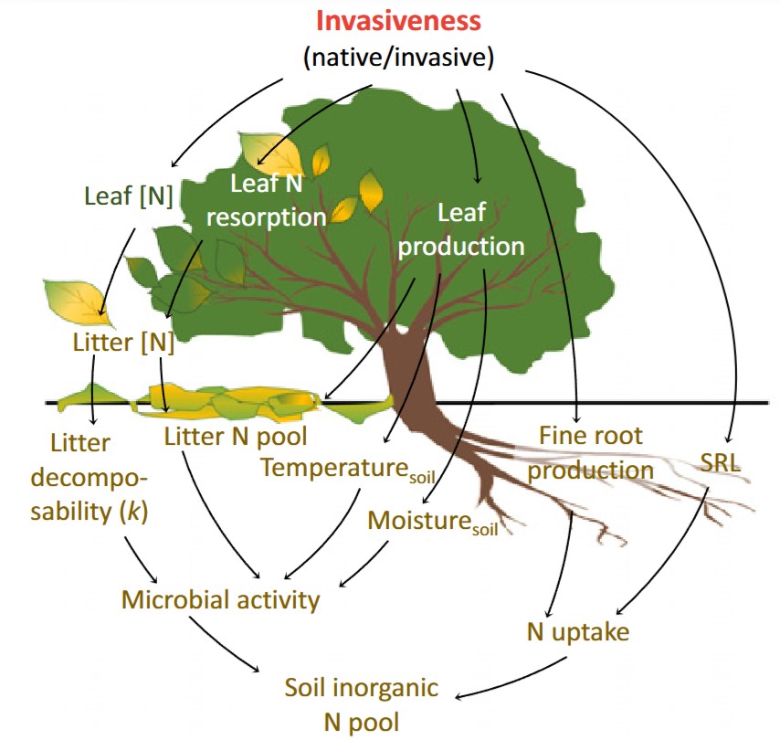 Invasion impact on nitrogen cycling