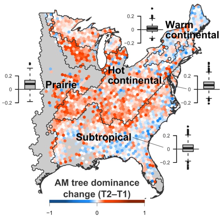 Changes in forest AM tree dominance during the past three decades