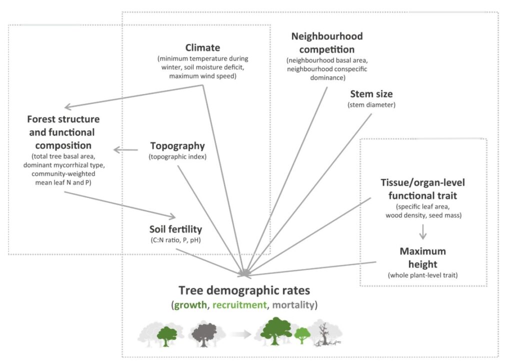 Potential biotic and abiotic drivers of tree demographic rates and their inter-relationships