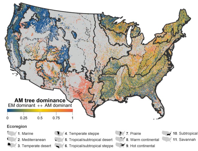 Mycorrhizal tree distribution