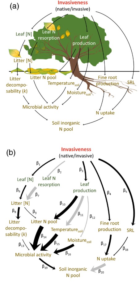 Invasion impact on N cycling