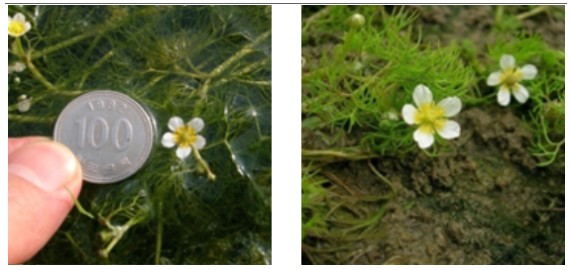 Ranunculus kadzusensis