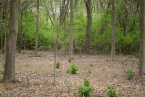 forest with invasive shrubs removed