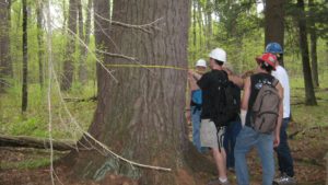 students measuring large tree