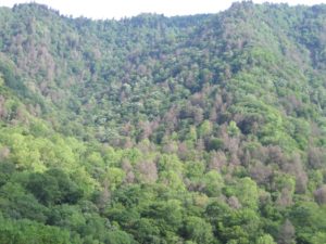 dead hemlock trees on mountain