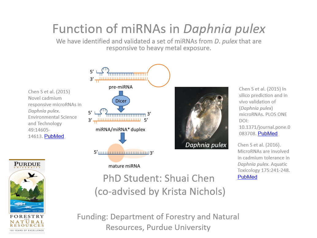 Function of miRNAs in Daphnia pulex