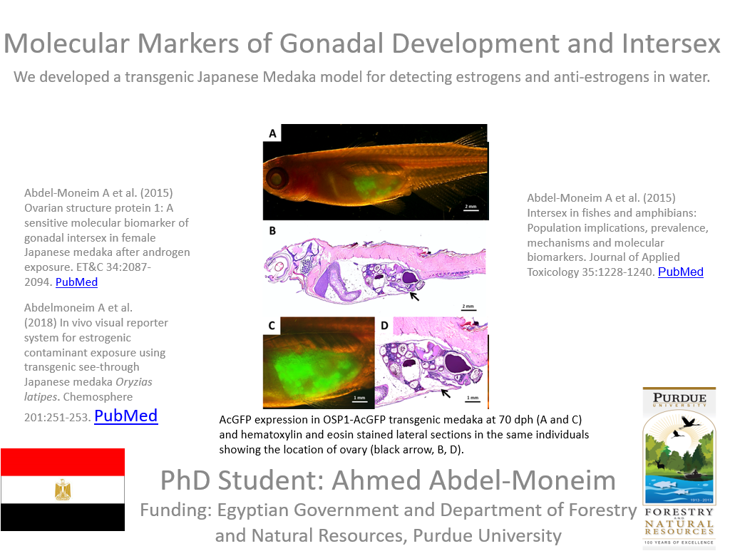 Molecular Markers of Gonadal Development and Intersex