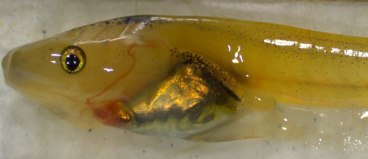 Amphibian Ecotoxicity of PFAS. Xenopus laevis larvae NF 52. Funded by SERDP and NIH. Photo by A. Bushong.