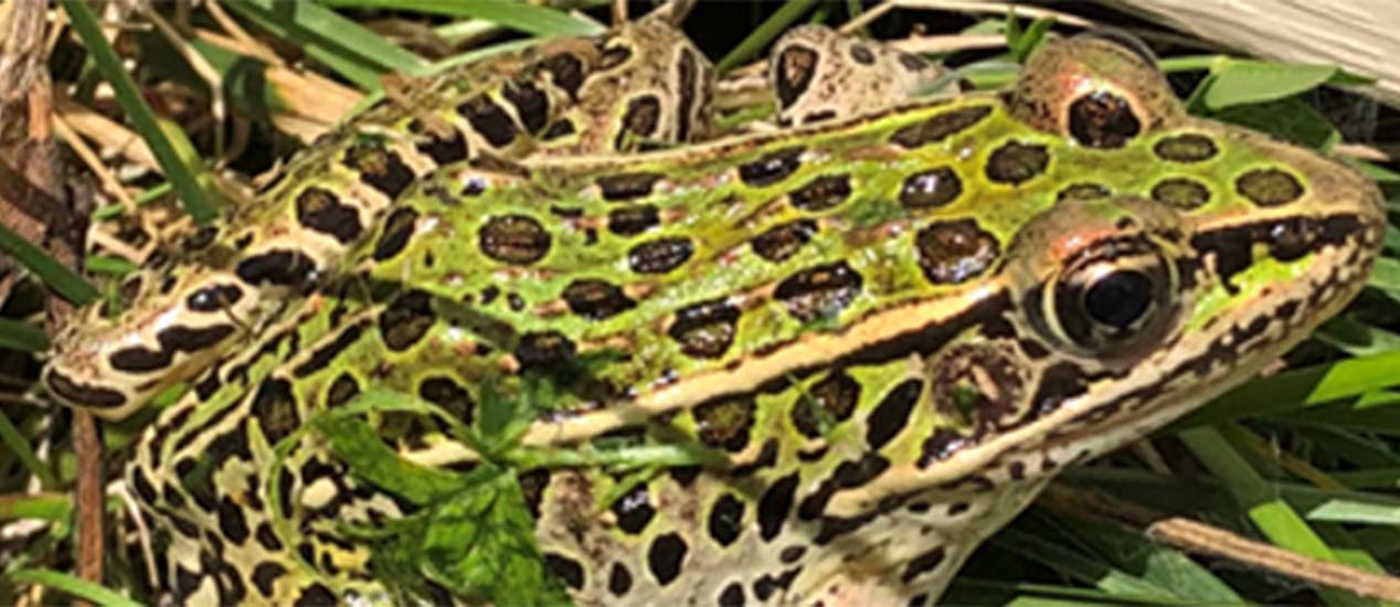 Northern Leopard Frog Genome Sequencing.  