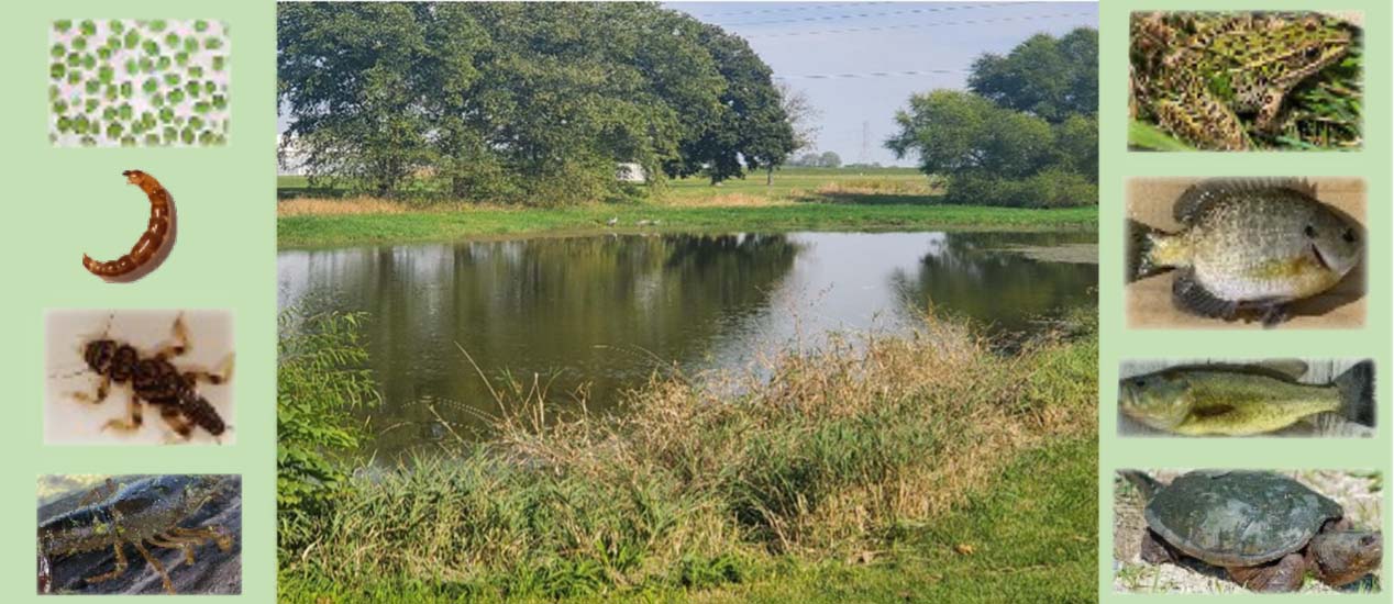 Constructed Wetlands and Fish Ponds: PFAS Fields.