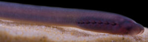 Sea Lamprey, research titled Development of Chemical Resistance.