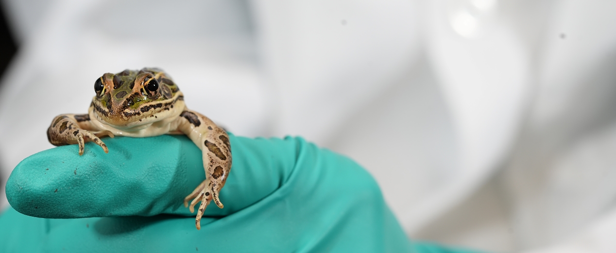 Northern Leopard Frog Genome Sequencing