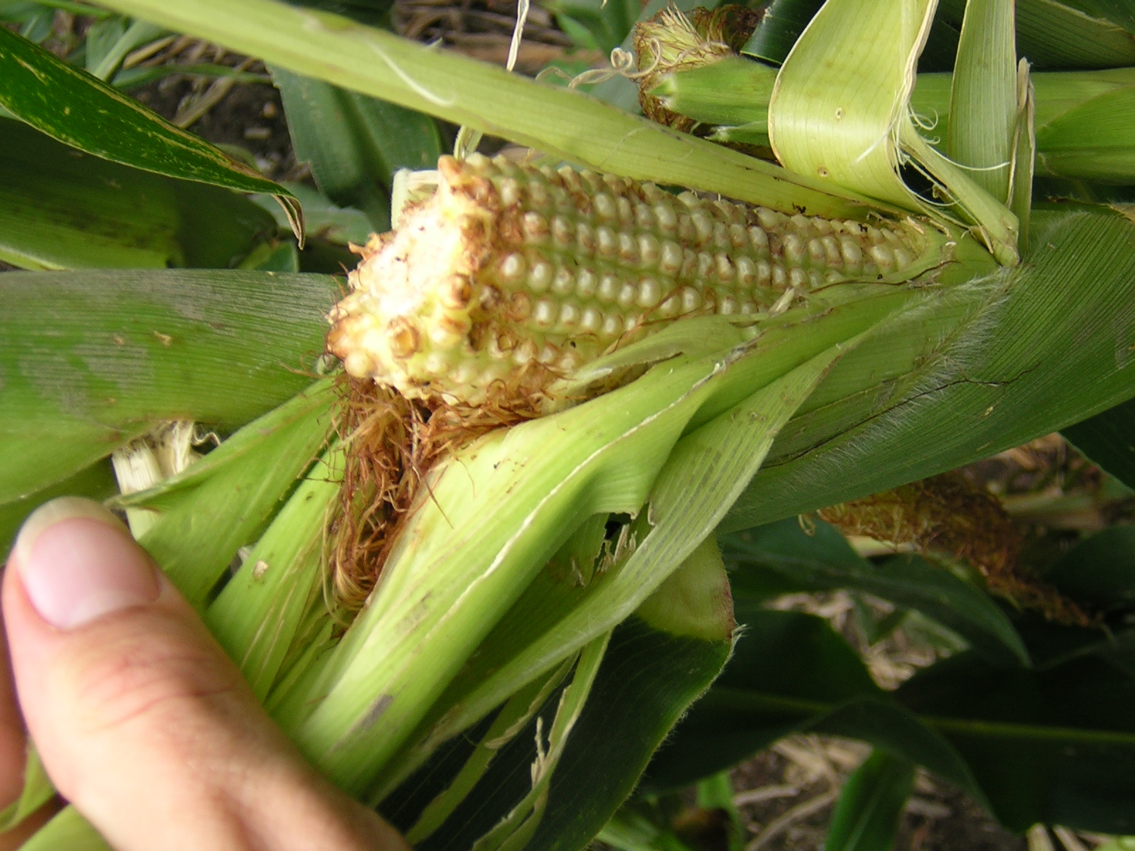 Ear of corn damaged by deer.