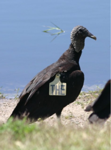 Tagged Black Vulture
