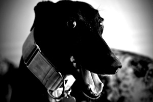 Racing to the rescue