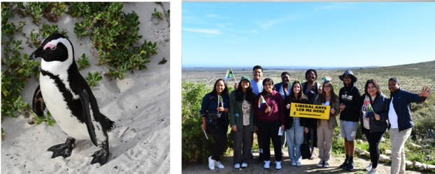 penguin and group in South Africa